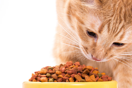 The Netherlands Pet Food Ingredients Market: Growing Demand for Premium, Sustainable Pet Food Solutions