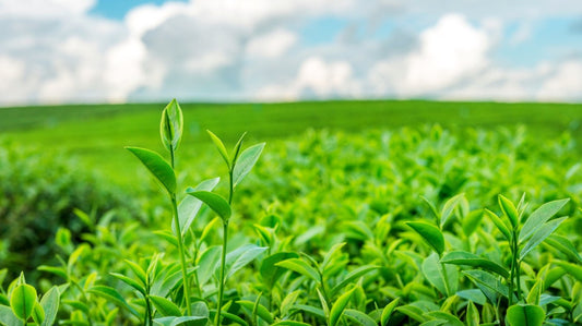 Harvesting Change: The Evolution of Agrochemical Strategies in Modern Agriculture