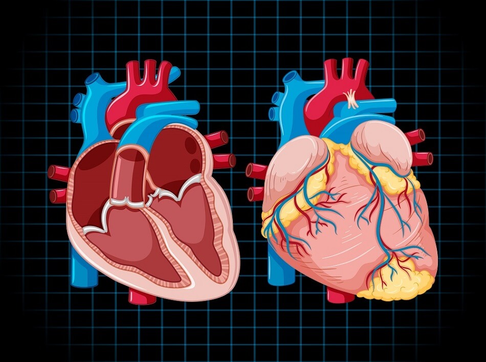 Heart Attack Diagnostics Market Expected to Reach USD 18 Billion by 2030, Driven by Technological Advancements and Rising Cardiovascular Disease Prevalence