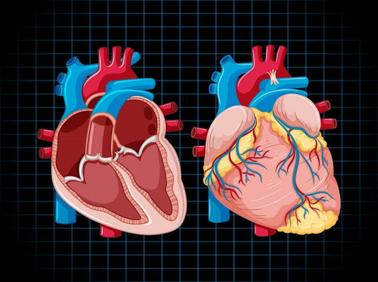 Heart Attack Diagnostics Market Expected to Reach USD 18 Billion by 2030, Driven by Technological Advancements and Rising Cardiovascular Disease Prevalence