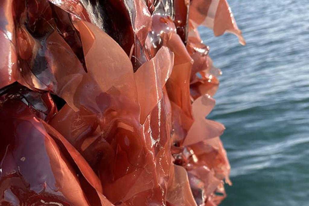 Global Commercial Seaweed Market to Reach USD 19 Billion by 2030, Driven by Rising Demand for Sustainable, Plant-Based Solutions
