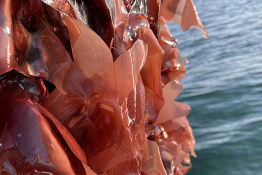 Global Commercial Seaweed Market to Reach USD 19 Billion by 2030, Driven by Rising Demand for Sustainable, Plant-Based Solutions
