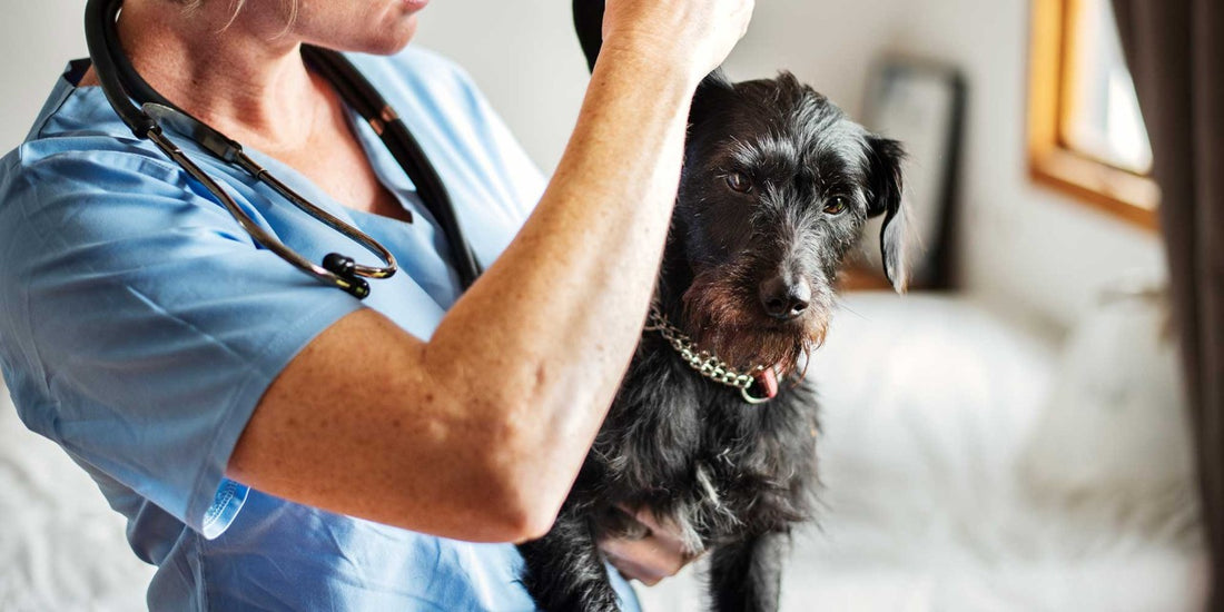 Animal Therapeutics and Diagnostics Market Set to Reach USD 59 Billion by 2030, Growing at a CAGR of 6%