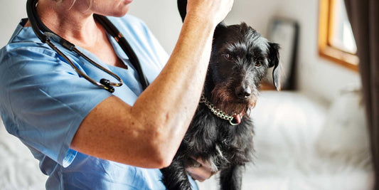 Animal Therapeutics and Diagnostics Market Set to Reach USD 59 Billion by 2030, Growing at a CAGR of 6%