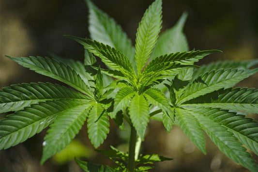 Cannabis Market Size Expected to Reach USD 203 Billion with a CAGR of 28% by 2030