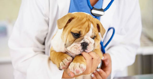Pet Service Market Size Expected to Reach USD 42 Billion, Growing at a CAGR of 8% by 2030