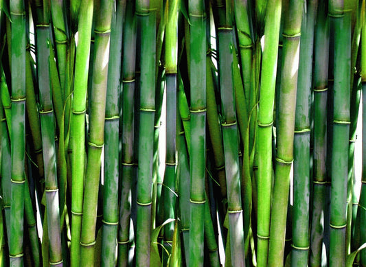 Bamboo Market Set to Reach USD 71 Billion by 2030, Driven by Growing Demand for Eco-Friendly Products