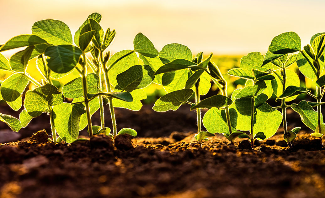 Crop Insurance: Mitigating Risk in an Unpredictable Industry