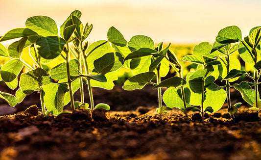 Crop Insurance: Mitigating Risk in an Unpredictable Industry