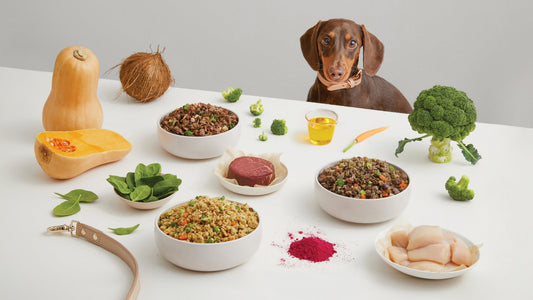 Spain Pet Food Ingredients Market: Driven by Health Trends, Sustainability, and Innovation