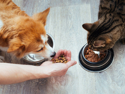 Japan Pet Food Ingredients Market Poised for Significant Growth