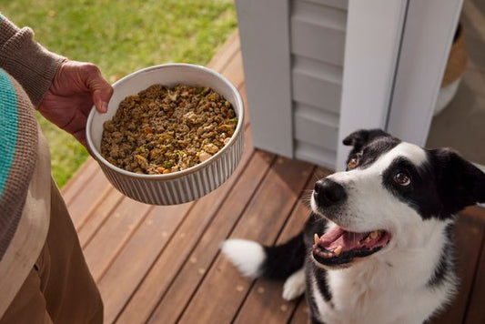 What Pet Food Ingredients Trends Are Shaping Latin America’s Market in 2030?