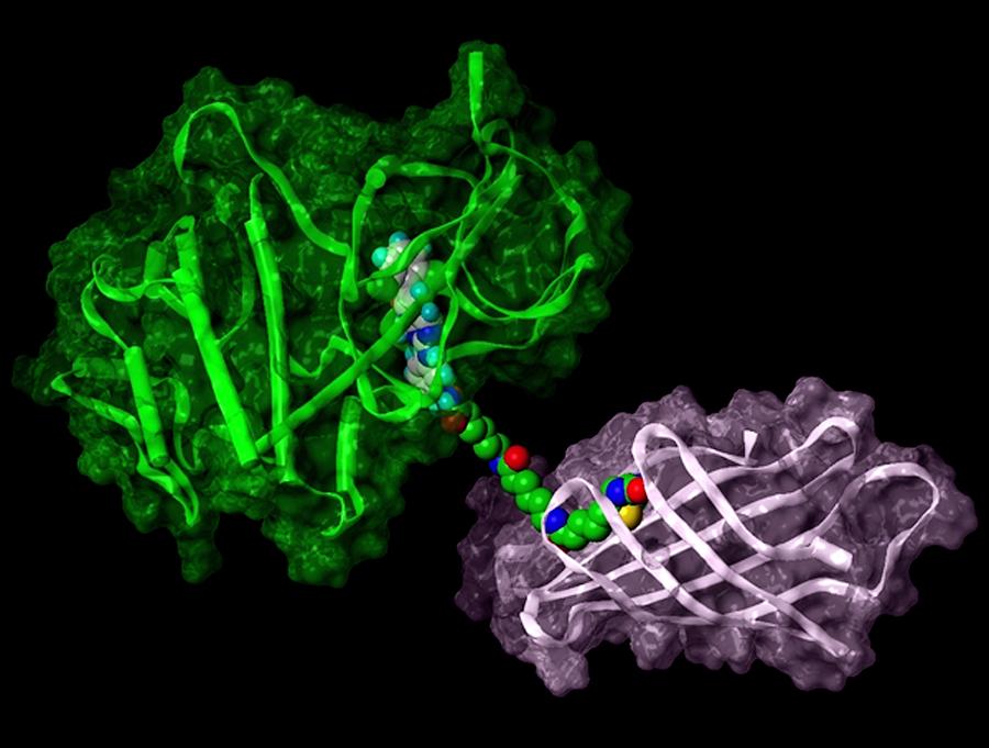 How Are Kinase Inhibitors Shaping the Future of Targeted Therapies in 2030?