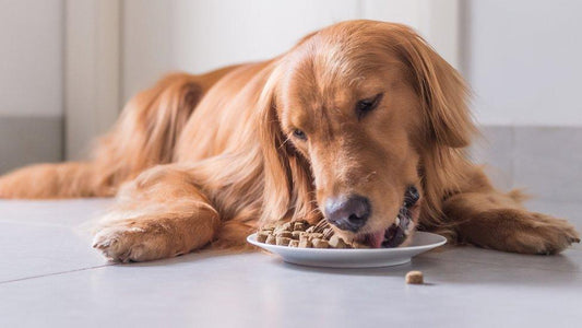 Germany Pet Food Ingredients Market: A Surge in Demand for Premium, Sustainable, and Health-Conscious Products