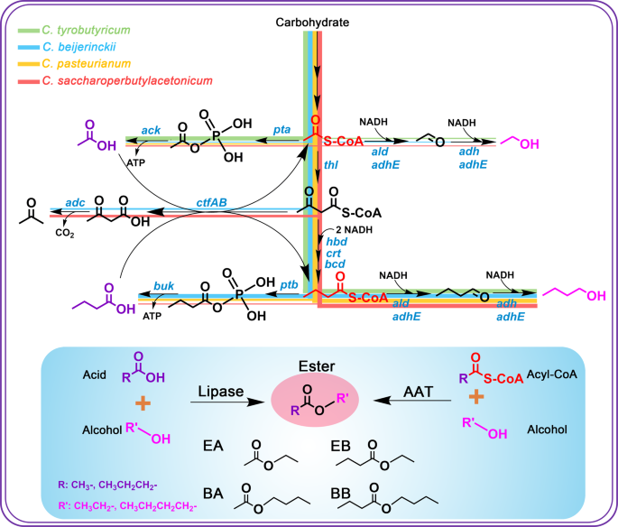 Fatty Acid Esters Market Set to Reach USD 4 Billion by 2030, Driven by Increasing Demand in Cosmetics, Biodiesel Production, and Bio-based Applications