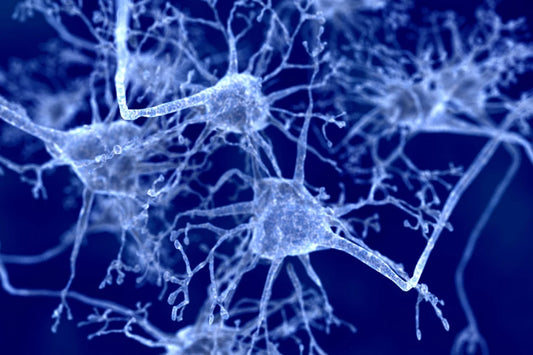 Nerve Repair and Regeneration Market Set to Reach USD 16 Billion by 2030, Growing at a CAGR of 10%