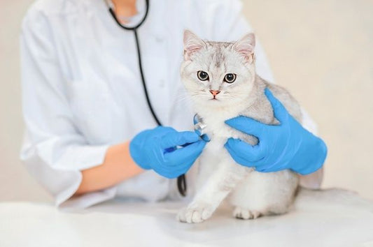 Why Are Robust Veterinary Hospitals and Public Education Vital for Animal Welfare?
