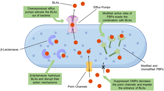 Beta-lactam and Beta-lactamase Inhibitors Market Projected to Reach USD 34 Billion by 2030, Driven by Growing Demand for Antibiotics and Advancements in Healthcare