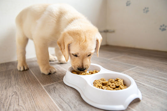 Finland Pet Food Ingredients Market: A Growing Focus on Premium, Sustainable, and Health-Conscious Pet Nutrition