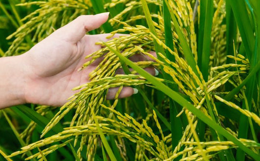 Crop Insurance Market Set to Reach USD 60 Billion by 2030, Growing at a CAGR of 6%