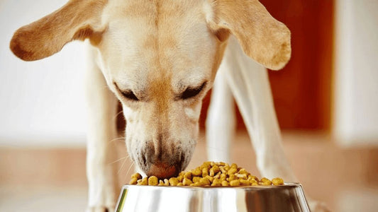 France Pet Food Ingredients Market: Driven by Health-Conscious Consumers and Sustainability Trends