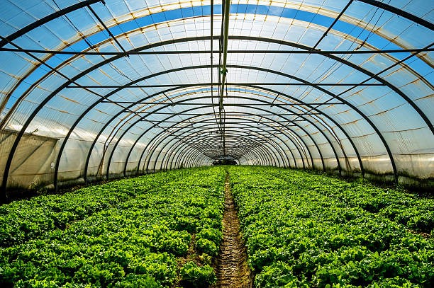 Commercial Greenhouse Market Set to Reach USD 75 Billion by 2030, Growing at a CAGR of 9%