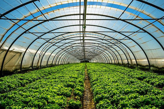 Commercial Greenhouse Market Set to Reach USD 75 Billion by 2030, Growing at a CAGR of 9%
