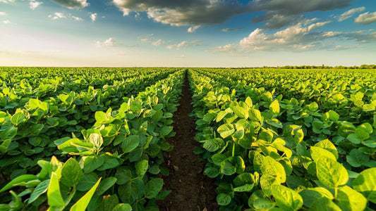 Sustainable Agriculture Market: Paving the Future of Responsible Food Production