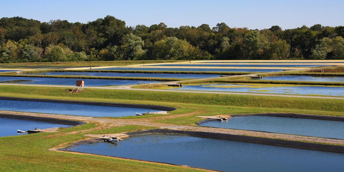 Aquaculture Market Set to Reach USD 484.05 Billion by 2030, Growing at a CAGR of 4.90%